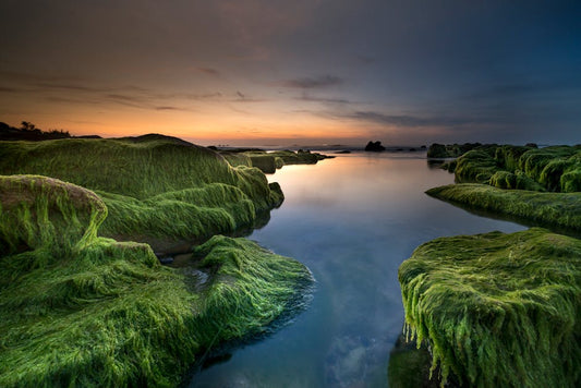 5 Benefits of Incorporating Organic Sea Moss into Your Fitness Regimen