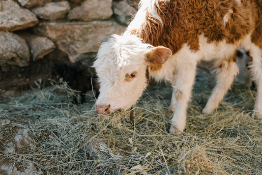 Understanding the Importance of Grass Fed Collagen in Your Diet