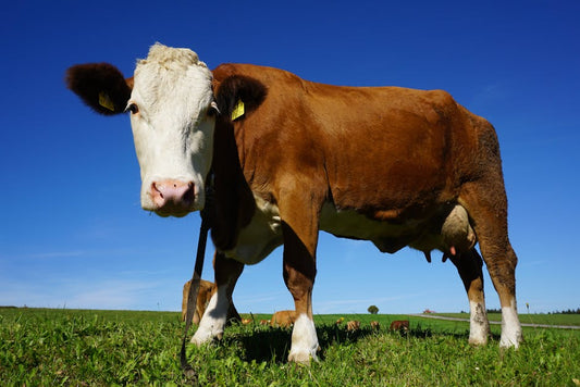 Integrating Grass Fed Beef Organs into Your Diet: Practical Tips and Recipes