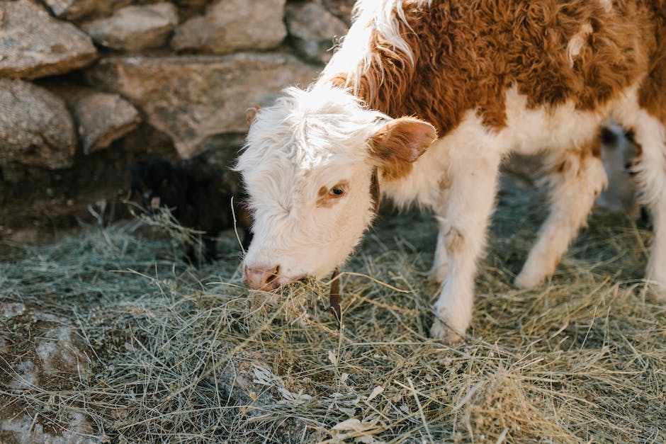 Understanding the Importance of Grass Fed Collagen in Your Diet